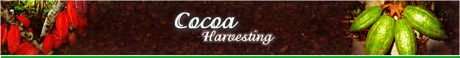 Cocoa harvesting